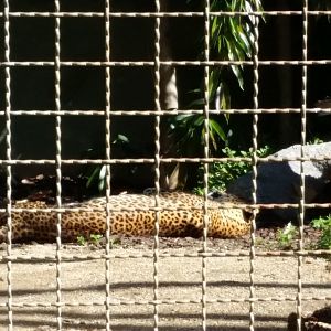 Jaguar or Leopard?