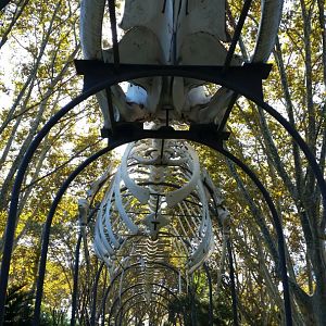 Whale Skeleton, October 2017