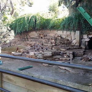 Mouflon, October 2017