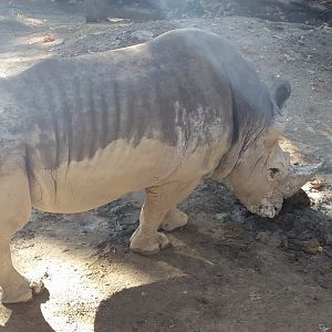 White Rhinoceros, October 2017