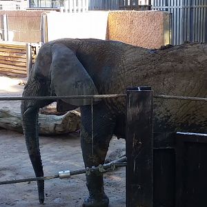African Elephant, October 2017