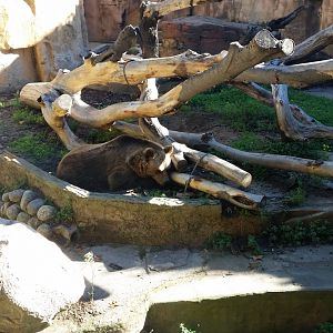 Brown Bear, October 2017