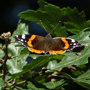 Red Admiral Butterfly