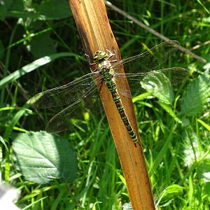 Dragonfly ID?