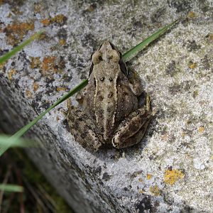 Common Frog