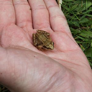Common Frog