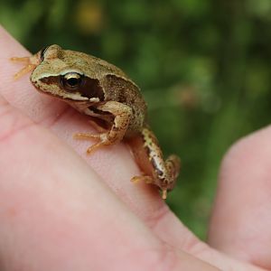 Common Frog