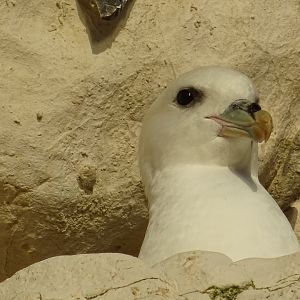Fulmar