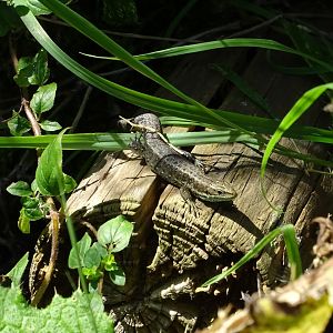 Common Lizard