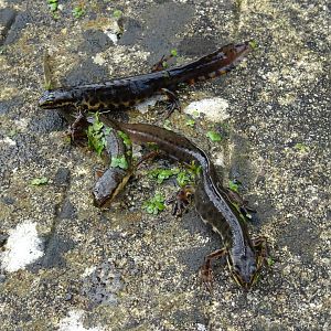 First Newts of the year in my pond