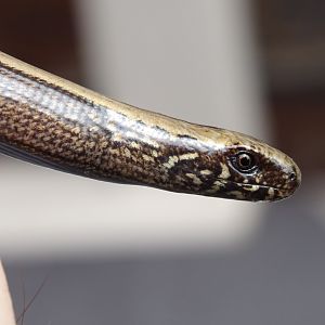 Slow Worm