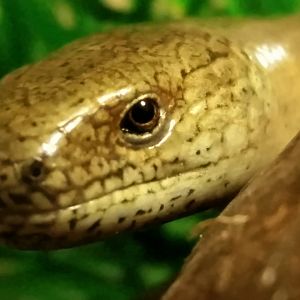 Slow Worm