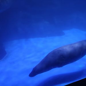 grey seal (Halichoerus grypus)