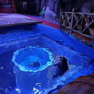 spotted seal (Phoca largha)