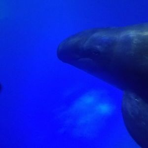 false killer whale (Pseudorca crassidens)