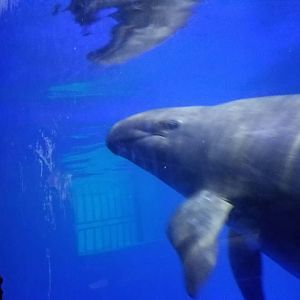 false killer whale (Pseudorca crassidens)