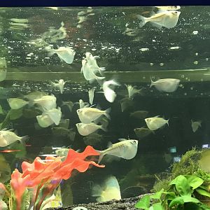 Silver Hatchetfish (Gasteropelecus sternicla)