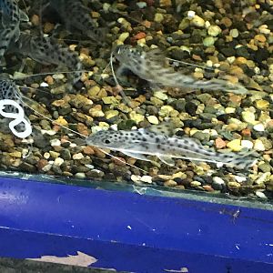 Pictus Catfish (Pimelodus pictus)