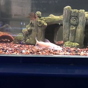 Asian Red Tailed Catfish (Hemibagrus wyckioides)