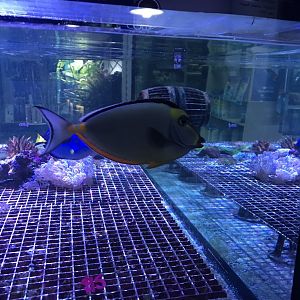 Orange Spined Unicornfish (Naso lituratus)