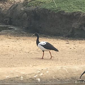 Magpie Goose