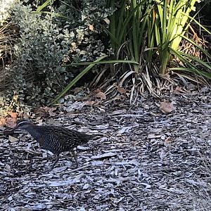 Buff Banded Rail