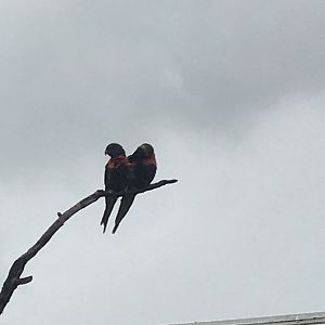Rainbow Lorikeet