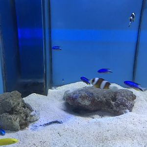 Clarke’s Clownfish and Neon Damselfish