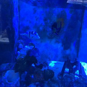 Black Saddled Toby and Majestic Angelfish