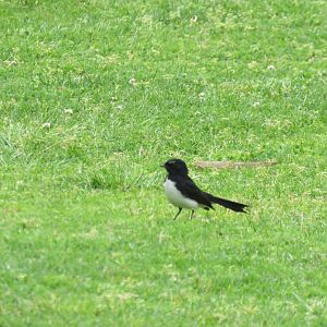 Willie Wagtail