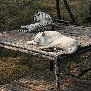stripeless tiger and white tiger