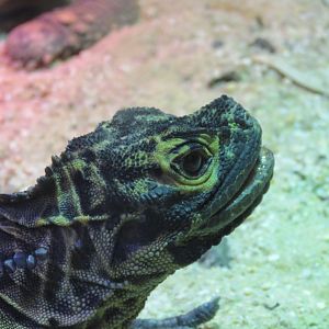 Philippine Sailfin Dragon