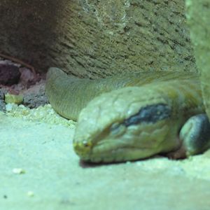 Centralian Blue Tongue Lizard