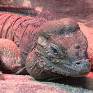 Rhinoceros Iguana