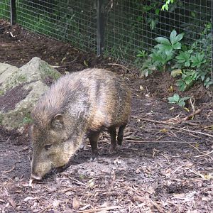 Collared Peccary