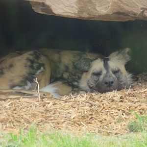 African Wild Dog