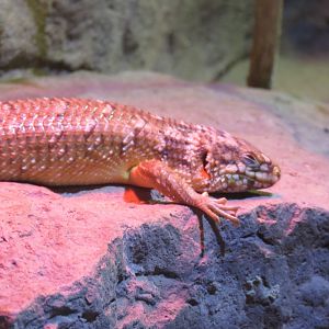 Hosmer’s Skink