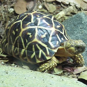Indian Star Tortoise