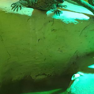 Clouded Monitor (Varanus nebulosus,Varanus bengalensis nebulosus)