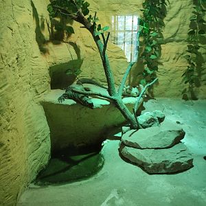 Clouded Monitor (Varanus nebulosus,Varanus bengalensis nebulosus)