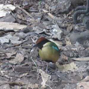 Noisy Pitta