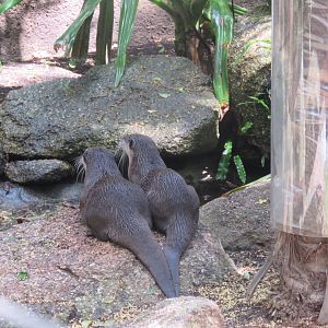 Asian Short Clawed Otters
