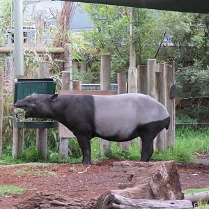 Malayan Tapir