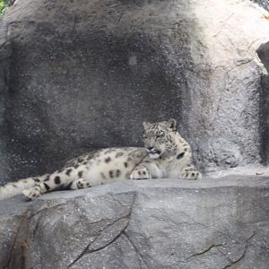 Snow Leopard