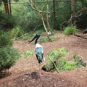 Black Necked Stork