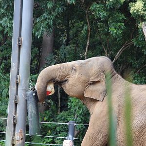 Mali the Asian Elephant