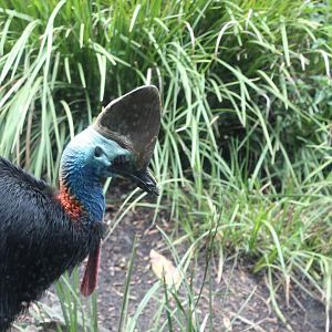 Southern Cassowary
