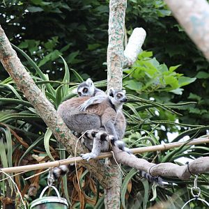 Ring Tailed Lemurs