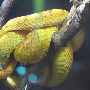 Eyelash Viper
