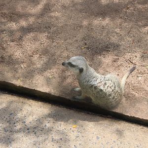 Meerkat